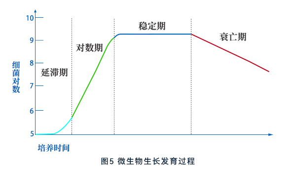 微生物生長發育過程