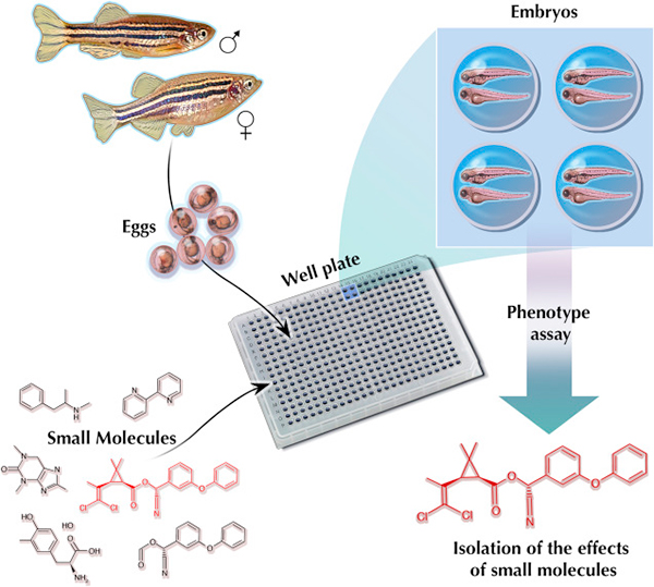 斑馬魚用於新型心血管藥物高通量篩選的研究