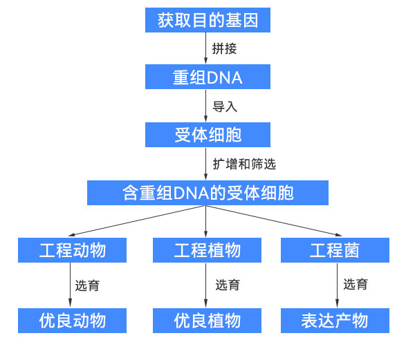 基因工程過程示意圖